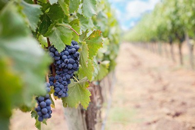 grapes on vine at vineyard