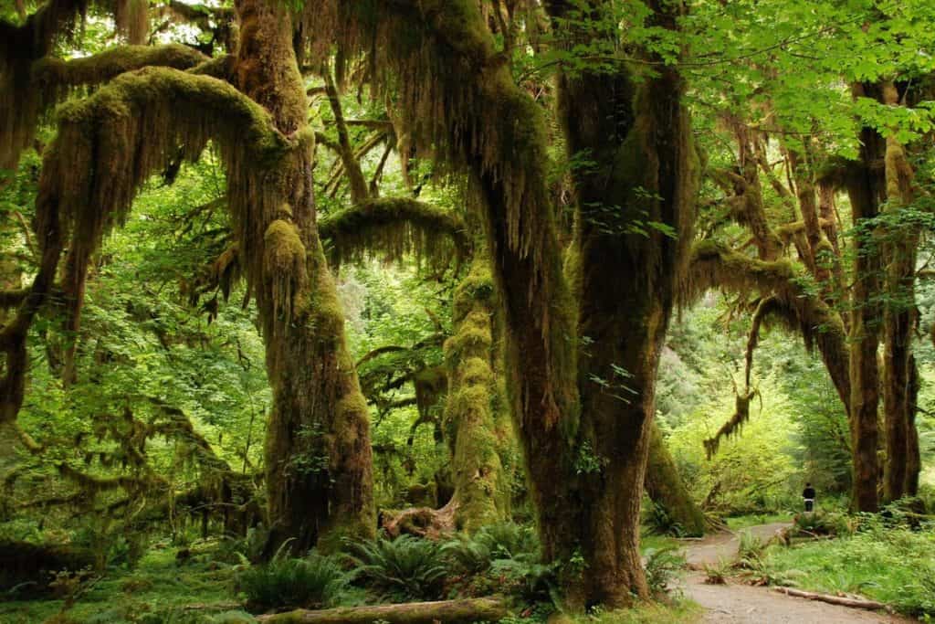 Trees covered in hanging moss in Olympic Rainforest Washington