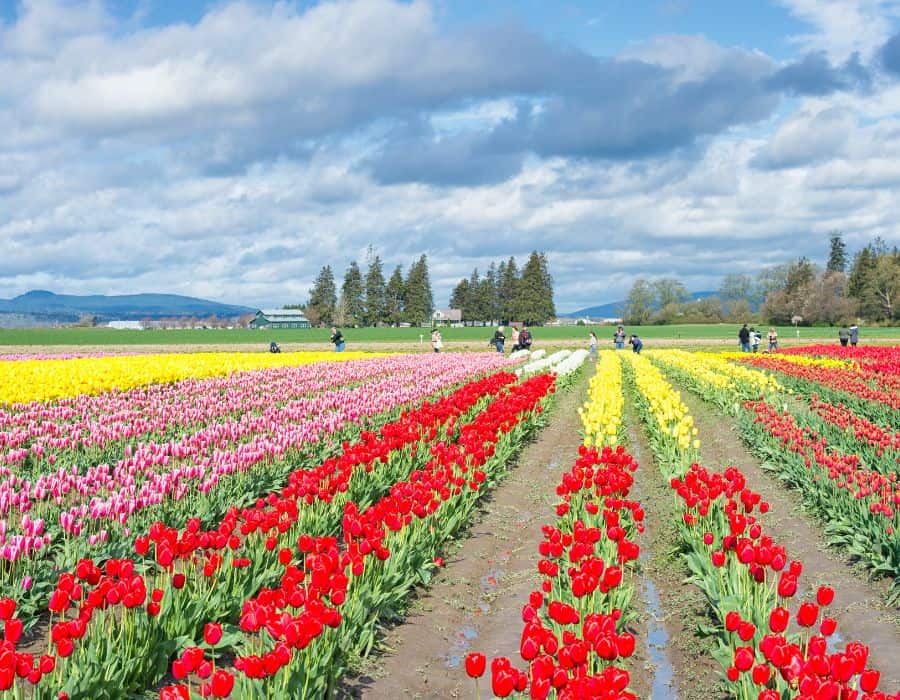 Romantic Getaways in Washington State at Skagit Valley Tulip Festival