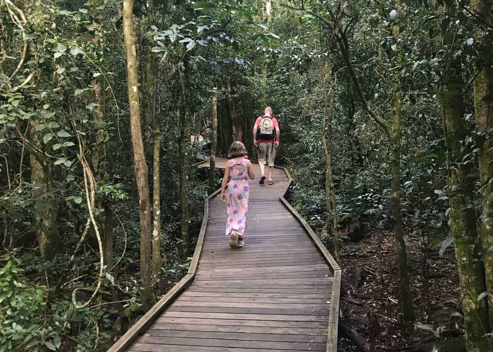 Treetop Walk O’Reilly’s Rainforest Retreat QLD  