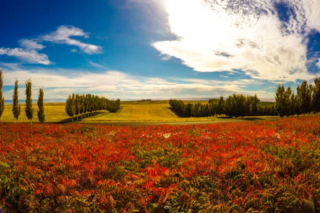 View of autumn colors and field in Walla Walla WA