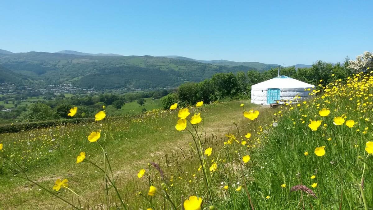 Glamping Yurts North Wales view of a yurt in a field with rolling hills in the background and yellow flowers in the foreground